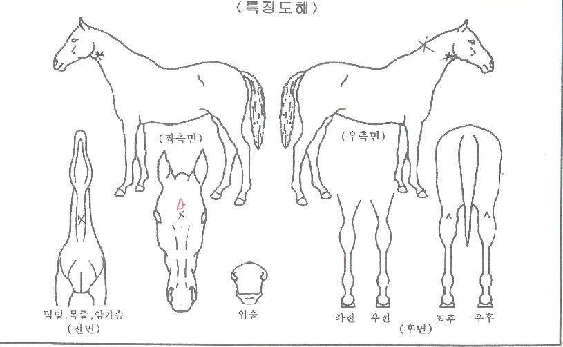 ·¯ºí¸®Ã¨ÇÁÀÇ Ãø¸é,¿ì¸é,µÞ¸é,µÎ»ó,´Ù¸®ÀÇ Æ¯Â¡µµÇØ