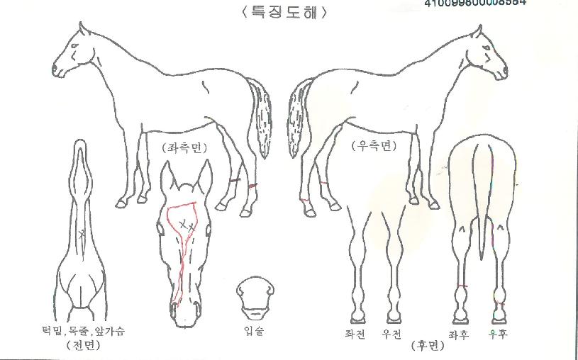 ÆÐ¹Ð¸®´í¼ÀÇ Ãø¸é,¿ì¸é,µÞ¸é,µÎ»ó,´Ù¸®ÀÇ Æ¯Â¡µµÇØ