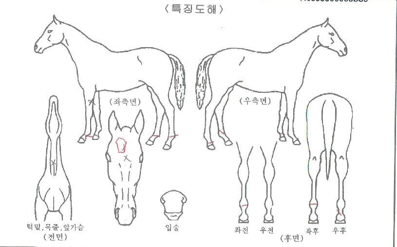 ½Â¸®Åä¿ìÆ®ÀÇ Ãø¸é,¿ì¸é,µÞ¸é,µÎ»ó,´Ù¸®ÀÇ Æ¯Â¡µµÇØ