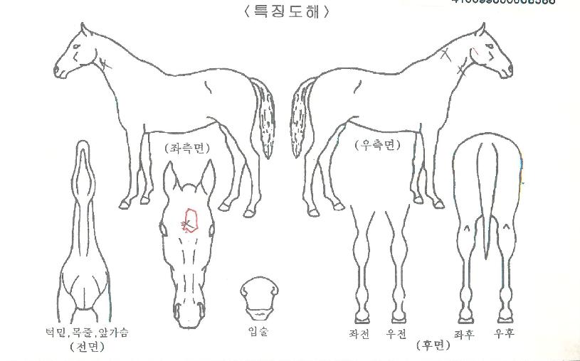 Ȧ¸®ÇöóÀ×ÀÚ¸¶ÀÇ Ãø¸é,¿ì¸é,µÞ¸é,µÎ»ó,´Ù¸®ÀÇ Æ¯Â¡µµÇØ