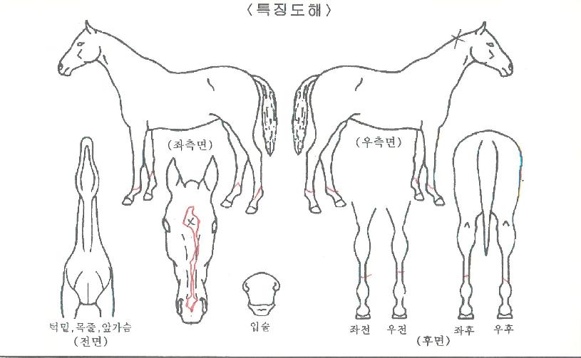 ������ڸ����� ����,���,�޸�,�λ�,�ٸ��� Ư¡����