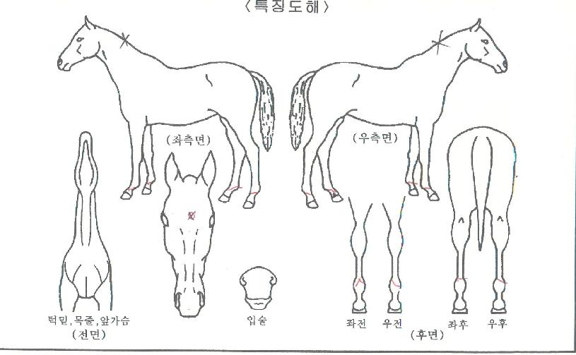 �����������ڸ��� ����,���,�޸�,�λ�,�ٸ��� Ư¡����