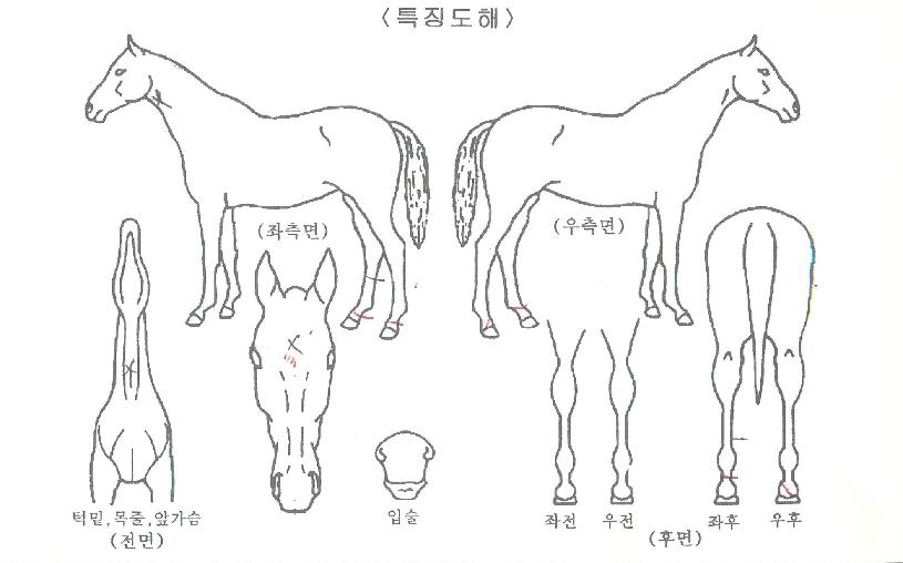 ��Ÿ���ٿ���ڸ��� ����,���,�޸�,�λ�,�ٸ��� Ư¡����