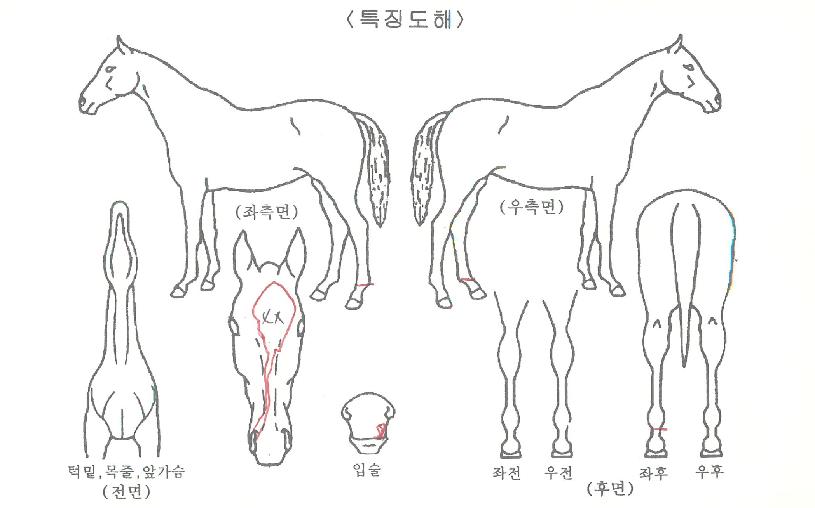 ��Ʈ���ڸ����� ����,���,�޸�,�λ�,�ٸ��� Ư¡����