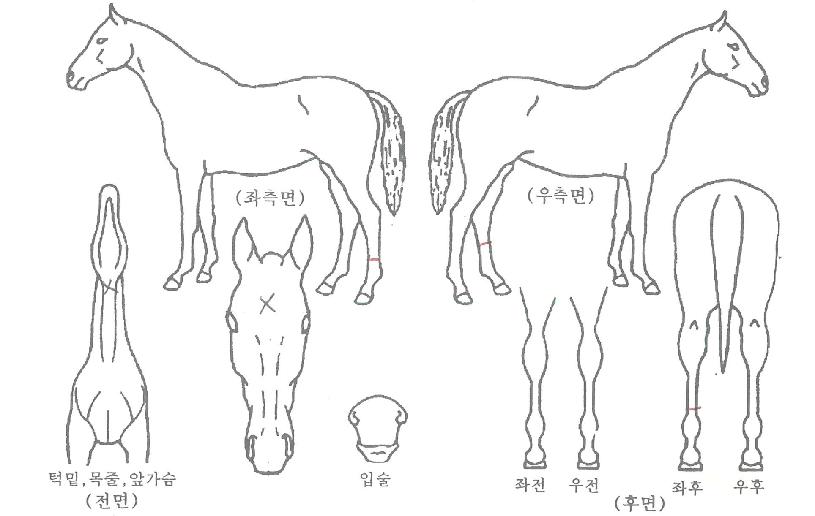 ��ī�긮��Ʈ�� ����,���,�޸�,�λ�,�ٸ��� Ư¡����