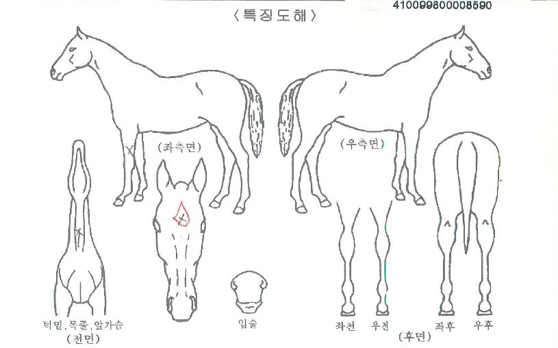 û´ãÄøµÀÇ Ãø¸é,¿ì¸é,µÞ¸é,µÎ»ó,´Ù¸®ÀÇ Æ¯Â¡µµÇØ
