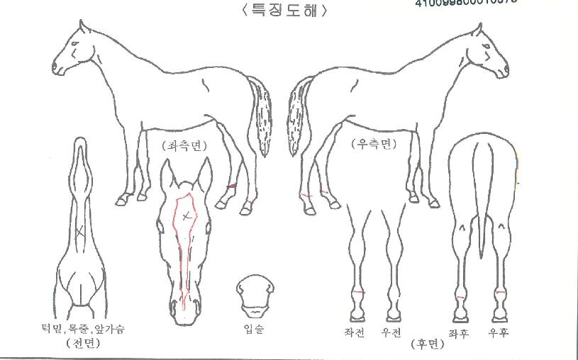 ¹éµÎ¿ÍÇѶóÀÇ Ãø¸é,¿ì¸é,µÞ¸é,µÎ»ó,´Ù¸®ÀÇ Æ¯Â¡µµÇØ