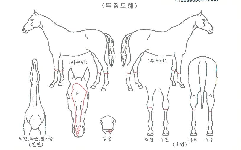 ¿ø´õÇ®½º¸¶ÀÏÀÇ Ãø¸é,¿ì¸é,µÞ¸é,µÎ»ó,´Ù¸®ÀÇ Æ¯Â¡µµÇØ