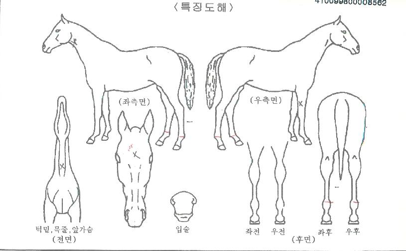 ·¹À̵ðÄ̸®ÀÇ Ãø¸é,¿ì¸é,µÞ¸é,µÎ»ó,´Ù¸®ÀÇ Æ¯Â¡µµÇØ