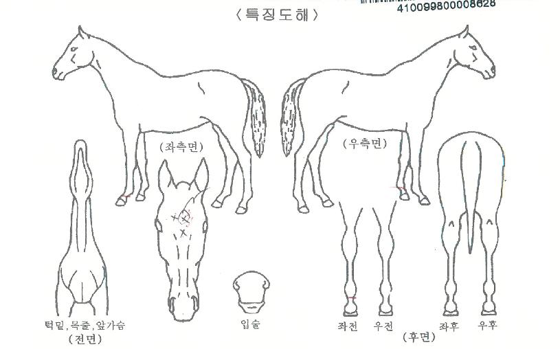 ·Ñ·¯ºí·¹À̵åÀÇ Ãø¸é,¿ì¸é,µÞ¸é,µÎ»ó,´Ù¸®ÀÇ Æ¯Â¡µµÇØ