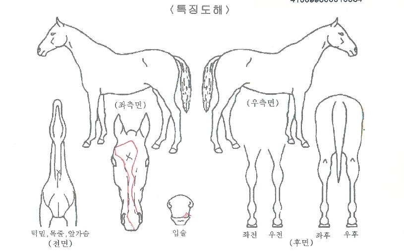 �ٻ轺�� ����,���,�޸�,�λ�,�ٸ��� Ư¡����