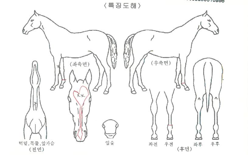 µå·¡°ï·Î¿ÀÇ Ãø¸é,¿ì¸é,µÞ¸é,µÎ»ó,´Ù¸®ÀÇ Æ¯Â¡µµÇØ