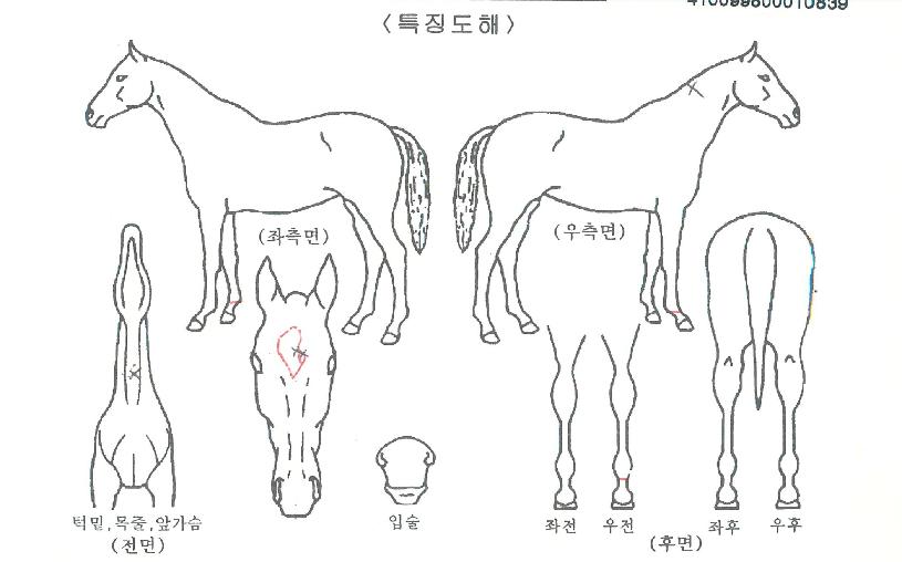 ºê¶óº¸°úõÀÇ Ãø¸é,¿ì¸é,µÞ¸é,µÎ»ó,´Ù¸®ÀÇ Æ¯Â¡µµÇØ