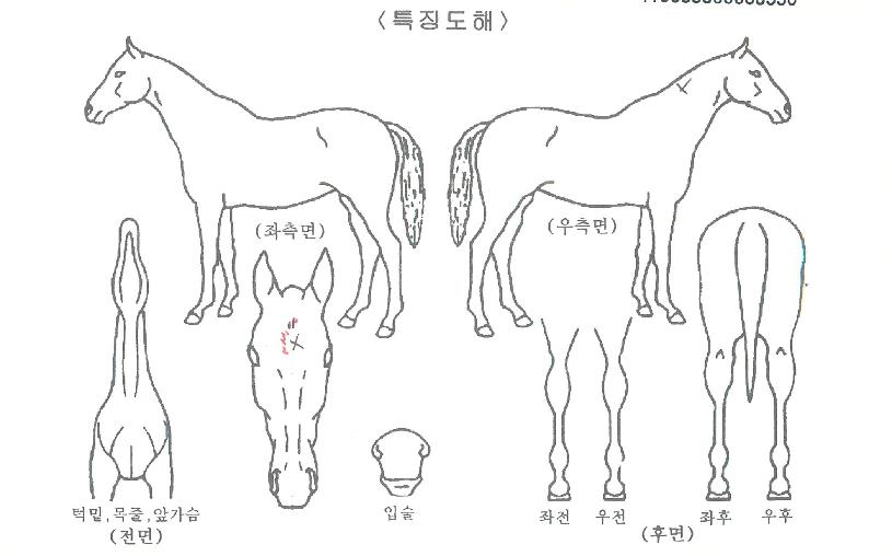 ºòÅͺê¶óº¸ÀÇ Ãø¸é,¿ì¸é,µÞ¸é,µÎ»ó,´Ù¸®ÀÇ Æ¯Â¡µµÇØ