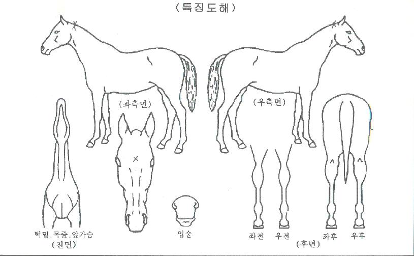 �׷���Ʈ������ ����,���,�޸�,�λ�,�ٸ��� Ư¡����