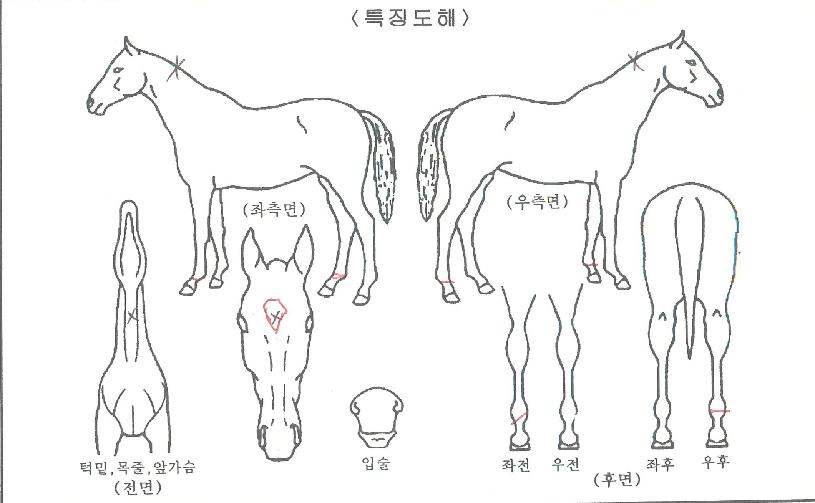 ¾î°ÔÀÎÇï·»ÀÇ Ãø¸é,¿ì¸é,µÞ¸é,µÎ»ó,´Ù¸®ÀÇ Æ¯Â¡µµÇØ