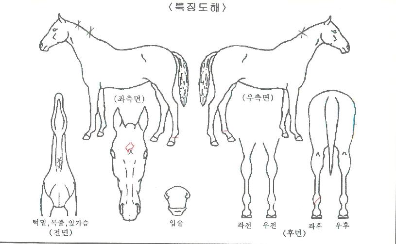 õÁöºÎ»çÀÇ Ãø¸é,¿ì¸é,µÞ¸é,µÎ»ó,´Ù¸®ÀÇ Æ¯Â¡µµÇØ