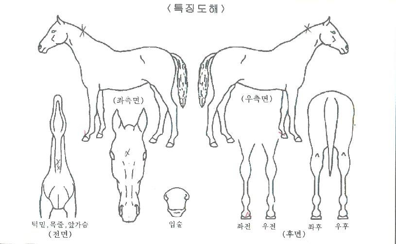 �׷���Ʈ������ ����,���,�޸�,�λ�,�ٸ��� Ư¡����