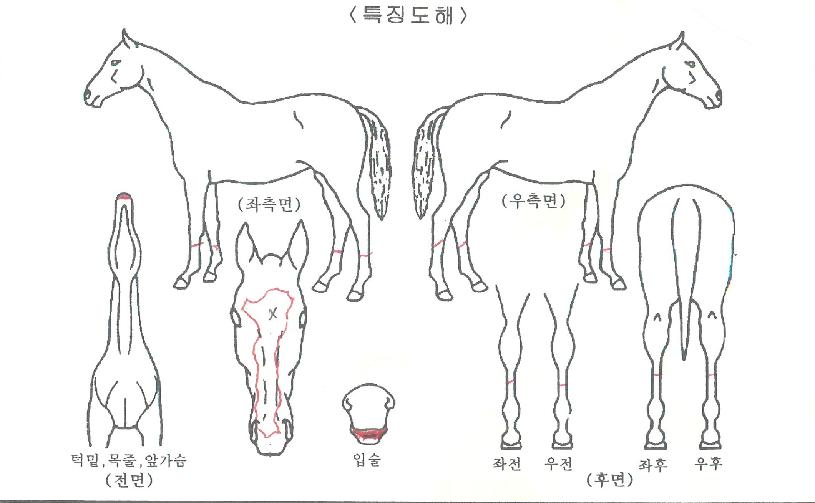 ¼±¿Àºê½ºÅèÀÇ Ãø¸é,¿ì¸é,µÞ¸é,µÎ»ó,´Ù¸®ÀÇ Æ¯Â¡µµÇØ