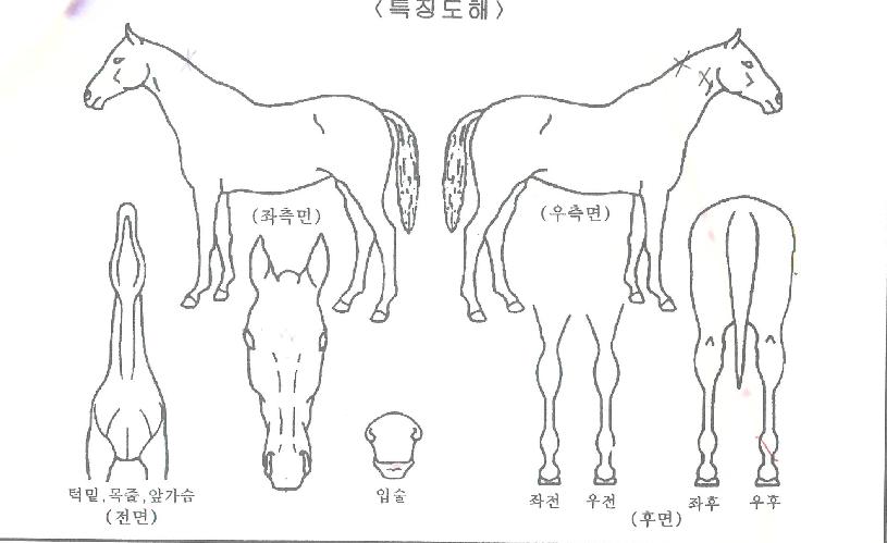 ½ºÅ¸¶óÀÌÆ®ÀÇ Ãø¸é,¿ì¸é,µÞ¸é,µÎ»ó,´Ù¸®ÀÇ Æ¯Â¡µµÇØ