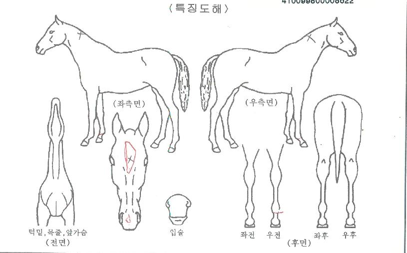 ±¤¾çÀ¸¶äÀÇ Ãø¸é,¿ì¸é,µÞ¸é,µÎ»ó,´Ù¸®ÀÇ Æ¯Â¡µµÇØ