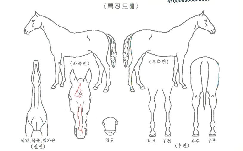 ½Ãº£¸®¾ÆÀÇ Ãø¸é,¿ì¸é,µÞ¸é,µÎ»ó,´Ù¸®ÀÇ Æ¯Â¡µµÇØ