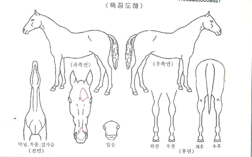 ½Ì½ÌÀ¯·ÎÀÇ Ãø¸é,¿ì¸é,µÞ¸é,µÎ»ó,´Ù¸®ÀÇ Æ¯Â¡µµÇØ