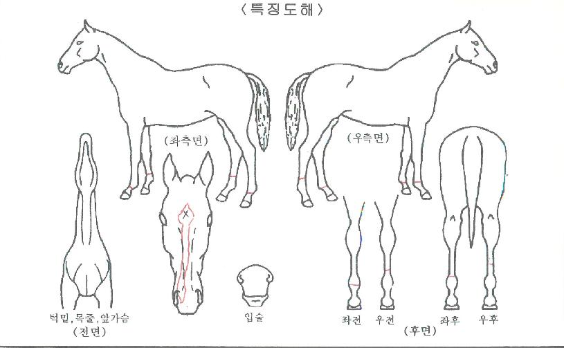 ´ÙÇàÀÌ´ÙÀÇ Ãø¸é,¿ì¸é,µÞ¸é,µÎ»ó,´Ù¸®ÀÇ Æ¯Â¡µµÇØ