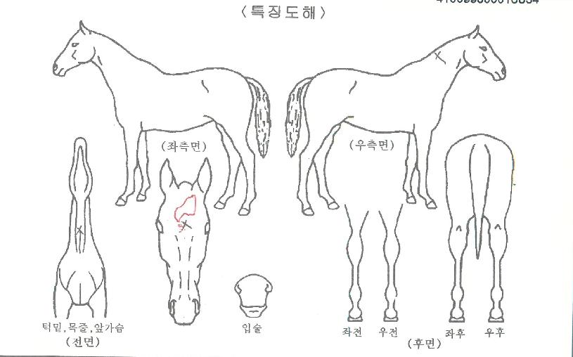 ´Ù³ªÀº¼®¼¼½ºÀÇ Ãø¸é,¿ì¸é,µÞ¸é,µÎ»ó,´Ù¸®ÀÇ Æ¯Â¡µµÇØ