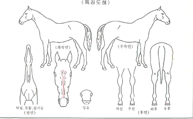 º£½ºÆ®½Ç¹öÀÇ Ãø¸é,¿ì¸é,µÞ¸é,µÎ»ó,´Ù¸®ÀÇ Æ¯Â¡µµÇØ