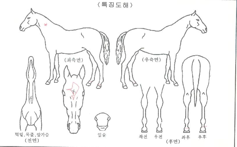 �̳�˰��� ����,���,�޸�,�λ�,�ٸ��� Ư¡����