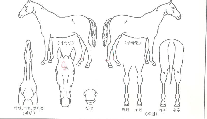 ÄýÇöóÀ×ÀÇ Ãø¸é,¿ì¸é,µÞ¸é,µÎ»ó,´Ù¸®ÀÇ Æ¯Â¡µµÇØ
