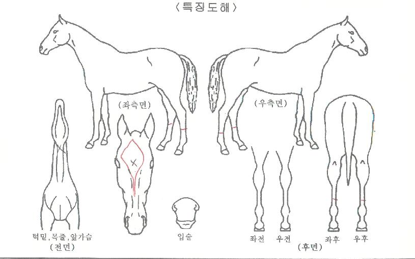 ���̵����� ����,���,�޸�,�λ�,�ٸ��� Ư¡����