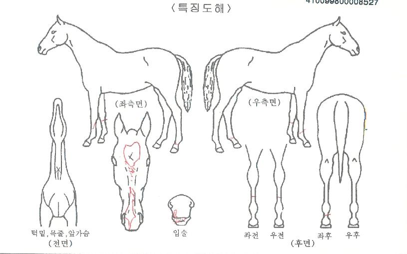 �����Ѿ��� ����,���,�޸�,�λ�,�ٸ��� Ư¡����