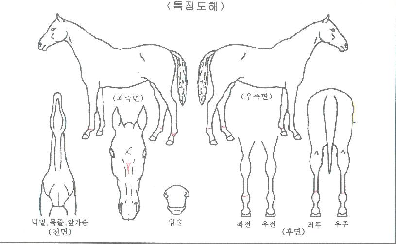 º£½ºÆ®±º´ÜÀÇ Ãø¸é,¿ì¸é,µÞ¸é,µÎ»ó,´Ù¸®ÀÇ Æ¯Â¡µµÇØ