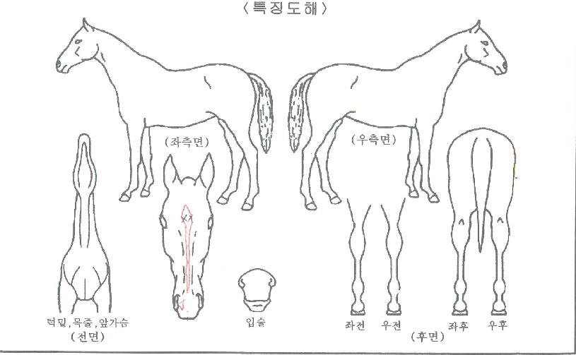 ´ººñ±â´×ÀÇ Ãø¸é,¿ì¸é,µÞ¸é,µÎ»ó,´Ù¸®ÀÇ Æ¯Â¡µµÇØ