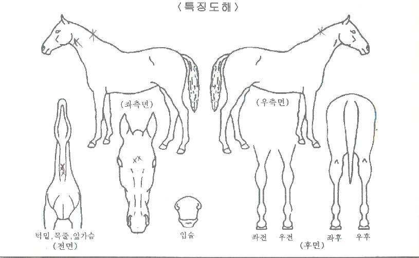 ��꼱���� ����,���,�޸�,�λ�,�ٸ��� Ư¡����