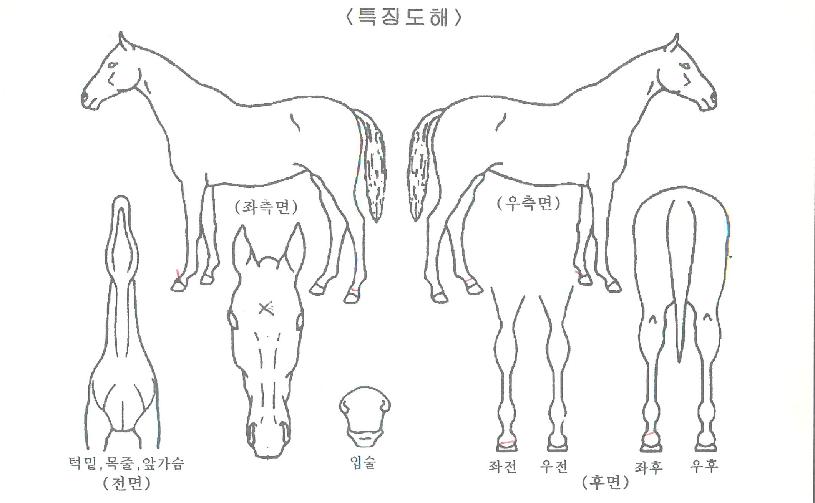 ���������� ����,���,�޸�,�λ�,�ٸ��� Ư¡����