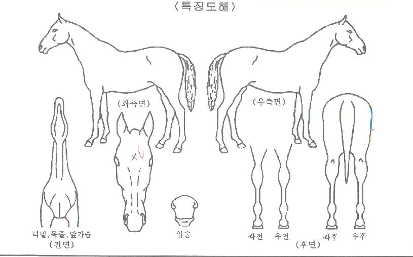 Á¦¸¶ÅõÁöÀÇ Ãø¸é,¿ì¸é,µÞ¸é,µÎ»ó,´Ù¸®ÀÇ Æ¯Â¡µµÇØ