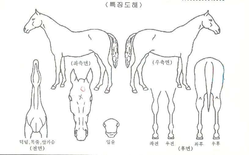 ���׸���Ʈ�� ����,���,�޸�,�λ�,�ٸ��� Ư¡����