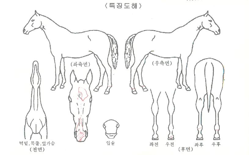 ½ÅÁø°È£ÀÇ Ãø¸é,¿ì¸é,µÞ¸é,µÎ»ó,´Ù¸®ÀÇ Æ¯Â¡µµÇØ