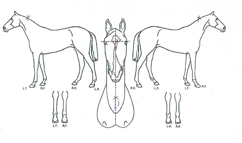 ¹®ÇÐÁ¶ÀÌÀÇ Ãø¸é,¿ì¸é,µÞ¸é,µÎ»ó,´Ù¸®ÀÇ Æ¯Â¡µµÇØ