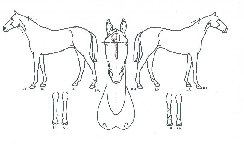 ȭ���÷����� ����,���,�޸�,�λ�,�ٸ��� Ư¡����