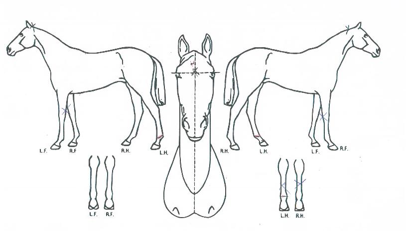 ���оƸ��Ƹ��� ����,���,�޸�,�λ�,�ٸ��� Ư¡����