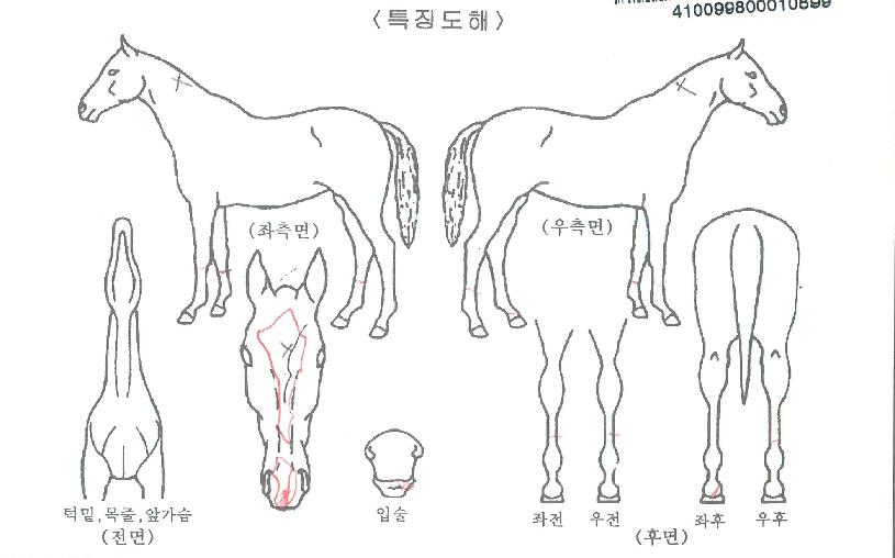 ½ÅÀDZâÀûÀÇ Ãø¸é,¿ì¸é,µÞ¸é,µÎ»ó,´Ù¸®ÀÇ Æ¯Â¡µµÇØ