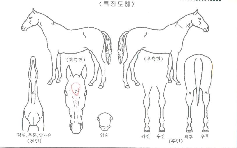 ¹éµÎ¿©»óÀÇ Ãø¸é,¿ì¸é,µÞ¸é,µÎ»ó,´Ù¸®ÀÇ Æ¯Â¡µµÇØ