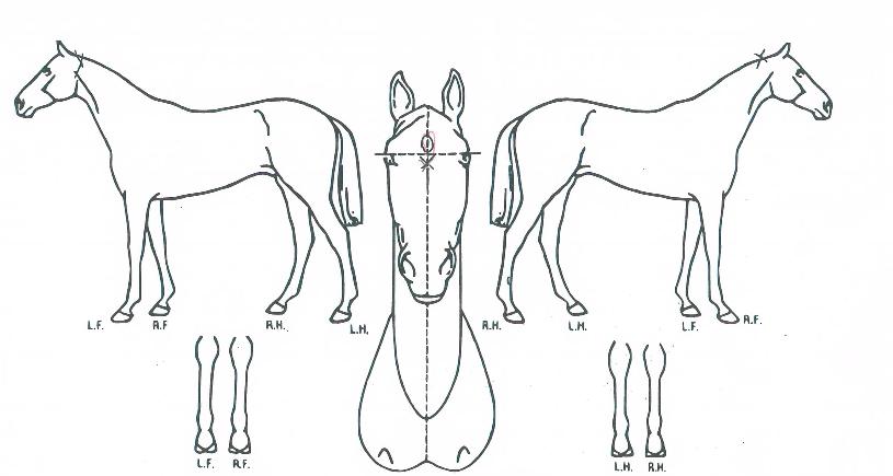 ÅÛÇþ߶óÀÇ Ãø¸é,¿ì¸é,µÞ¸é,µÎ»ó,´Ù¸®ÀÇ Æ¯Â¡µµÇØ