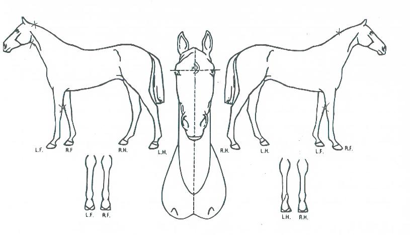 ���������� ����,���,�޸�,�λ�,�ٸ��� Ư¡����