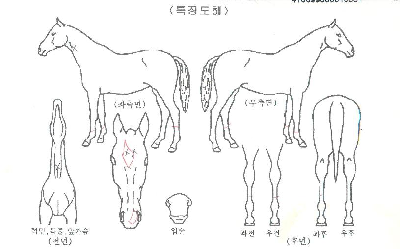 ¿ÍÀϵ尡ÀÌÀÇ Ãø¸é,¿ì¸é,µÞ¸é,µÎ»ó,´Ù¸®ÀÇ Æ¯Â¡µµÇØ