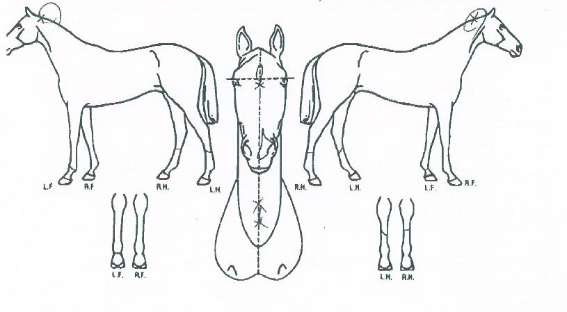 �ٺ��帲�� ����,���,�޸�,�λ�,�ٸ��� Ư¡����